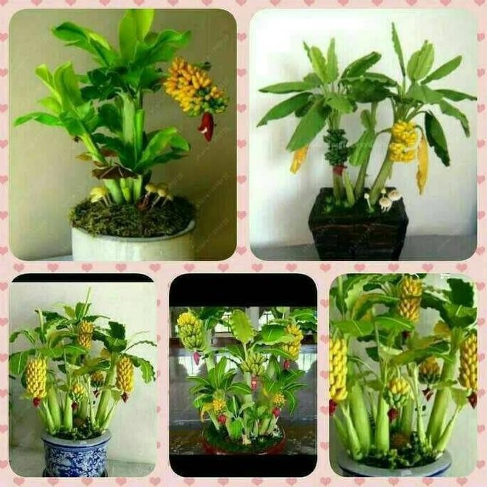 Tanaman Hias Tanaman Bibit Buah Pisang Mini Bonsai  Cepat Berbuah - Savanan Bonsai