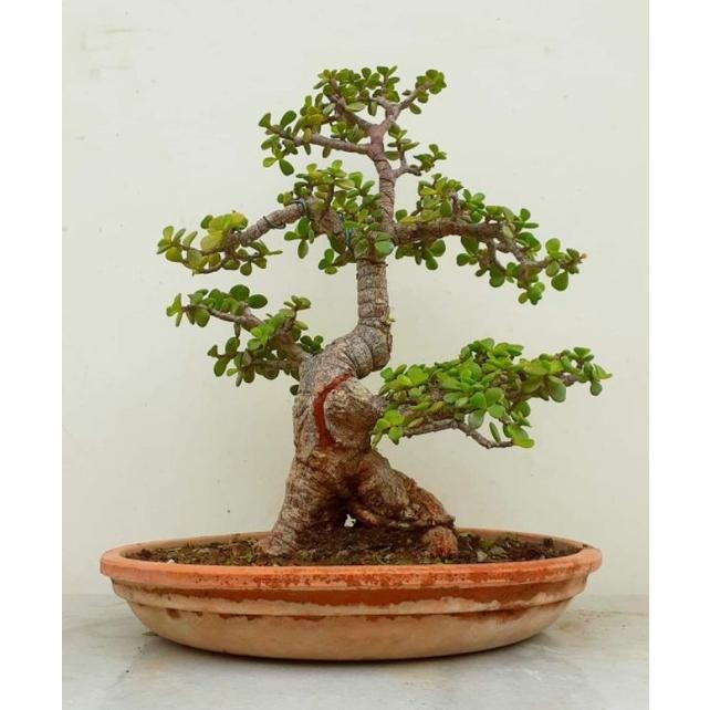 Tanaman Hias Bonsai Jet Plant /Dolar Afra Mame (Sudah Jadi Siap Pajang) - Savanan Bonsai