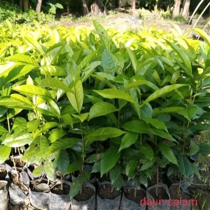 

Terlaris Bibit Daun Salam Masak