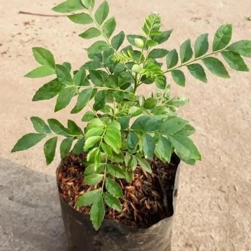 

Terlaris Bibit Daun Salam Koja Bumbu Kari
