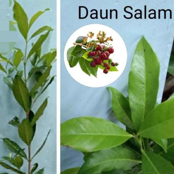 

Terlaris Bibit Tanaman Daun Salam Rempah Bumbu Masak