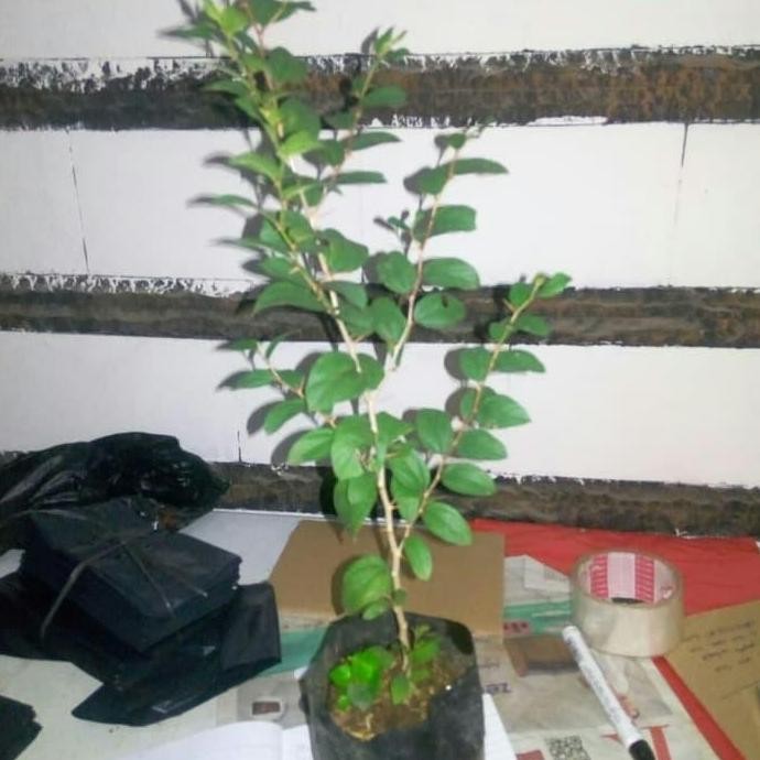 

Terlaris Tanaman Bidara Arab / Tanaman Herbal