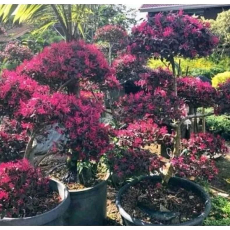 Tanaman Hias Tanaman Bonsai Serut Merah Rimbun - Savanan Bonsai