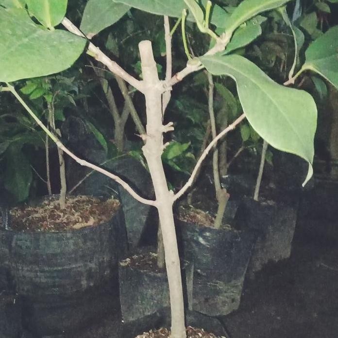 

Terlaris Bibit Cangkok Jambu Air 3 Dimensi