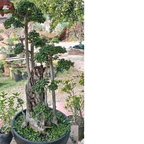 Tanaman Hias Bonsai Taman Serut Gruping 3Batang 1 Meter - Savanan Bonsai