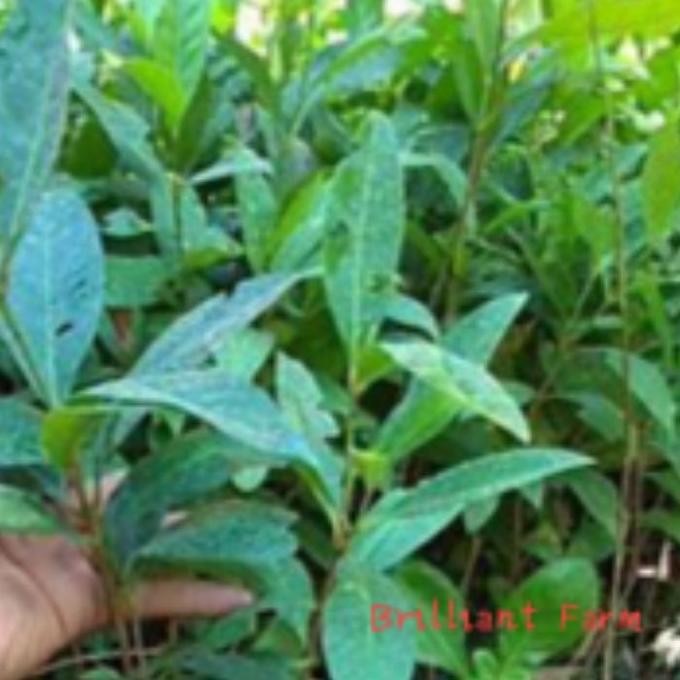 

Terlaris Sale !! Bibit Daun Salam, Beli 10 Gratis 1 (Murah Dan Unggul)