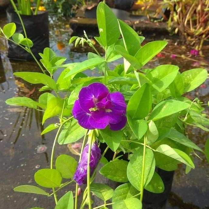 

Terlaris Paket Tanaman Herbal Kembang Teleng