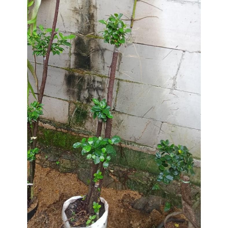 Tanaman Hias Bonsai Beringin Korea Dolar+ Iprik Ekonomis Bonsai Taman Murahcantik - Savanan Bonsai