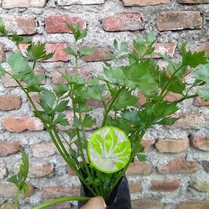 

Terlaris Bibit Tanaman Seledri / Daun Seledri Celeri Herbal
