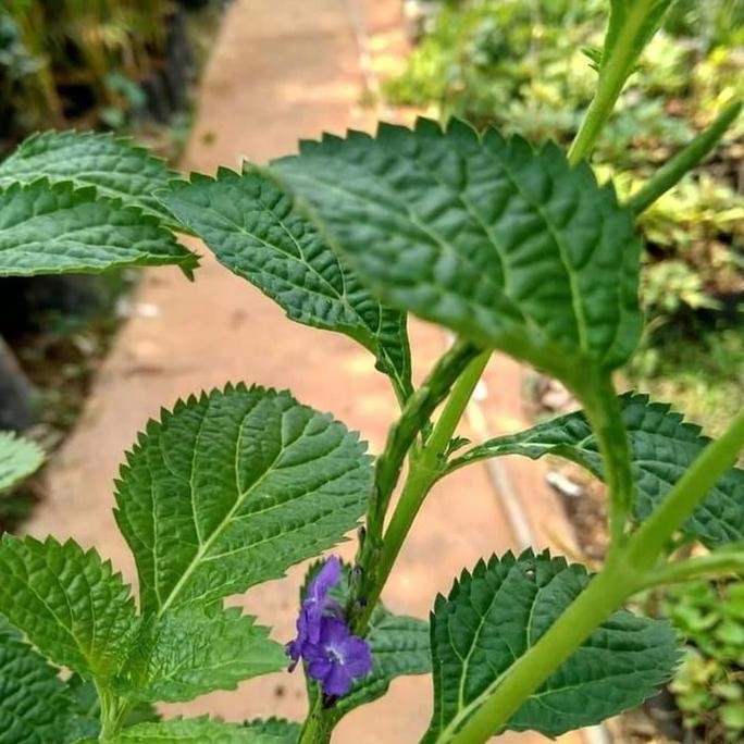 

Terlaris Bibit Tanaman Herbal Pecut Kuda Daun Pecut Kuda Untuk Demam Panas