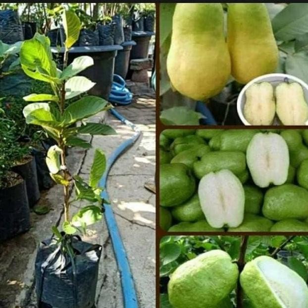 

Terlaris Bibit Jambu Biji Farang Termanis