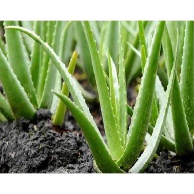 

Terlaris Tanaman Herbal Lidah Buaya/Aloevera