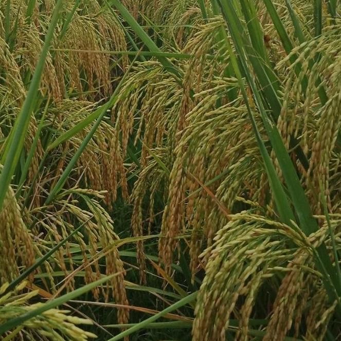 

Terlaris Benih Padi Bawon F1 Unggul