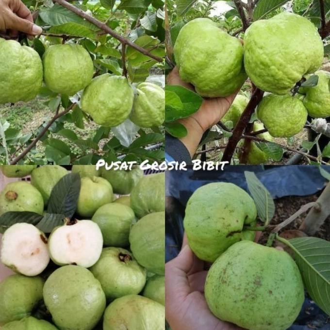 

Terlaris Bibit Jambu Kristal Putih Tanpa Biji Termurah