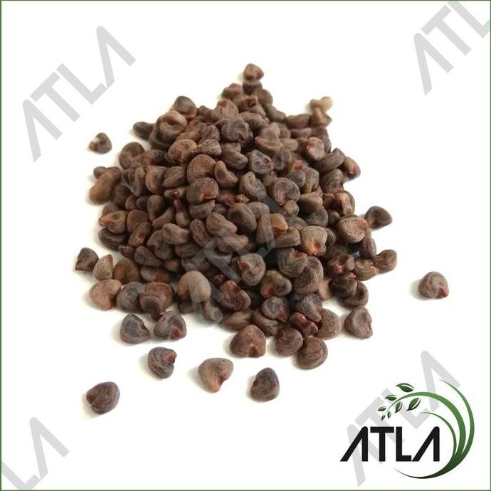 

Terlaris Benih Tanaman Bunga Rosella Ungu Biji Teh Herbal Bibit Roselle Refill