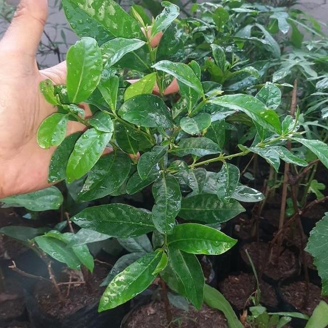 

Terlaris Ankn Bibit Pohon Salam/Tanaman Herbal Daun Salam