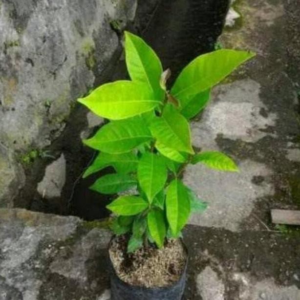 

Terlaris Tanaman Pohon Daun Salam Biji Ukuran 25 Cm Up / Bibit Pohon Salam /