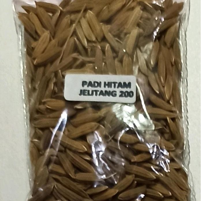 

Terlaris Benih Padi Beras Hitam Jeliteng Siap Semai