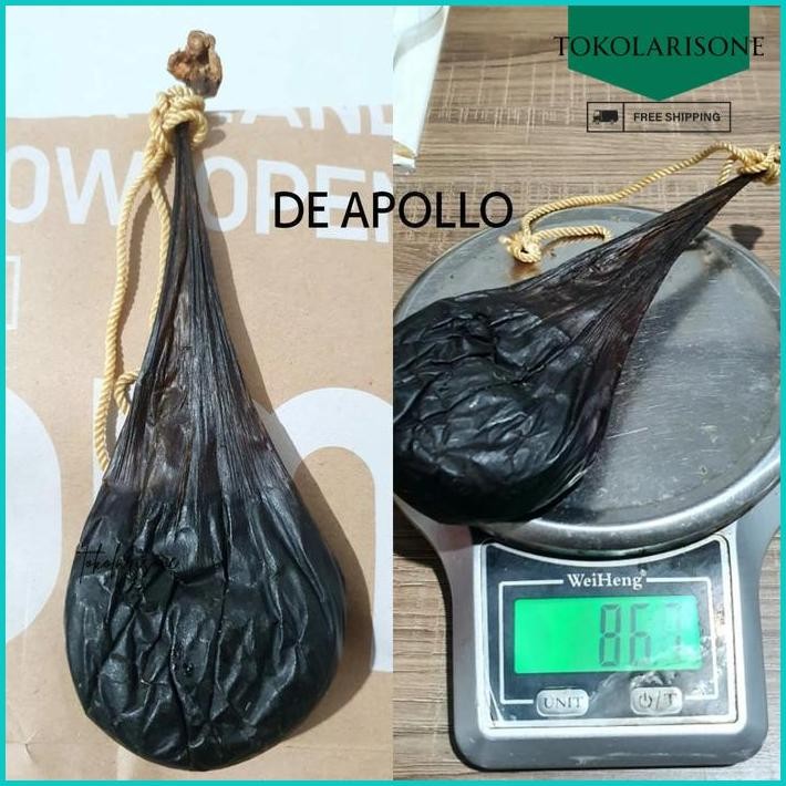 

XIONG DAN ASLI 100% KERING IMPORT OBAT HERBAL BUKAN EMPEDU ULAR COBRA