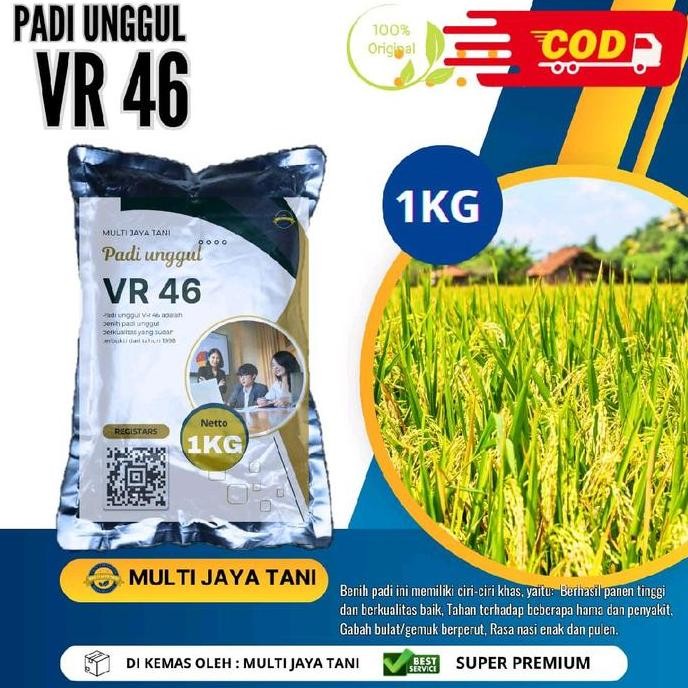 

Terlaris Padi Vr (Veloz Rice )46 Padi Yang Cocok Di Budi Dayakan Petani Masakini Usia Tergolong Cepat 75 80 Hst