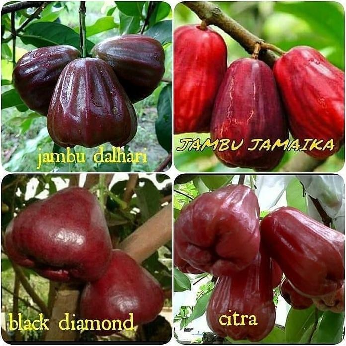

Terlaris Paket 4 Bibit Jambu Unggul/ Bibit Buah / Tanaman