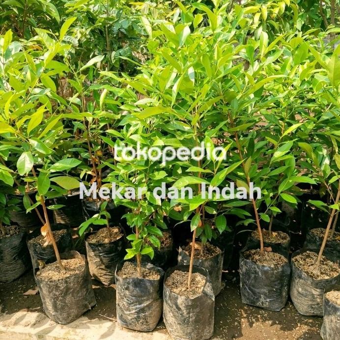 

Terlaris H3R. Bibit Pohon Salam Bumbu Dapur, Pohon Daun Salam Bumbu Masakan