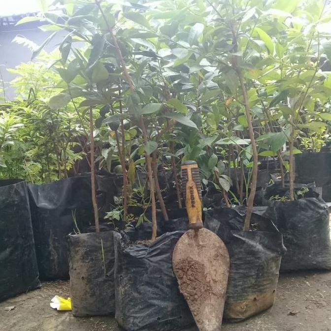 

Terlaris Bibit Pohon Salam/Tanaman Herbal Daun Salam