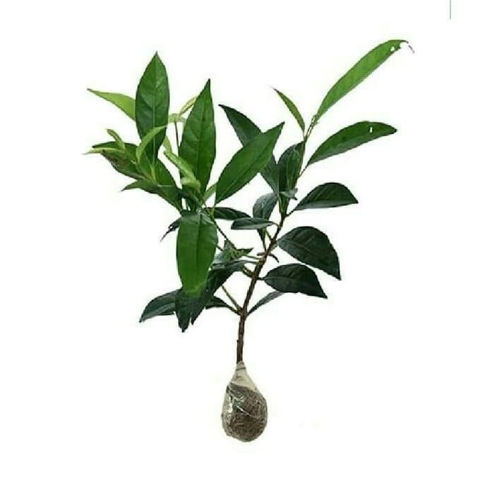 

Terlaris Bibit Tanaman Pohon Buah/Herbal/Bumbu Pohon Daun Salam Ee15 Tos