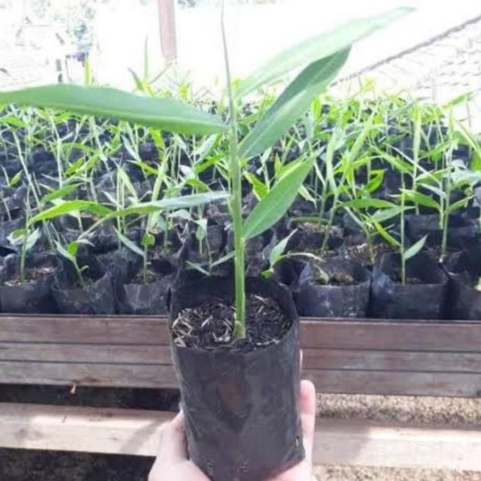 

Terlaris Bibit Tanaman Pohon Jahe Merah