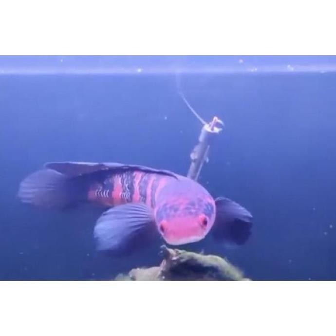 Terlaris Original (Free) Ikan Chana Baby Red Barito 2-5 Full Pelet Original