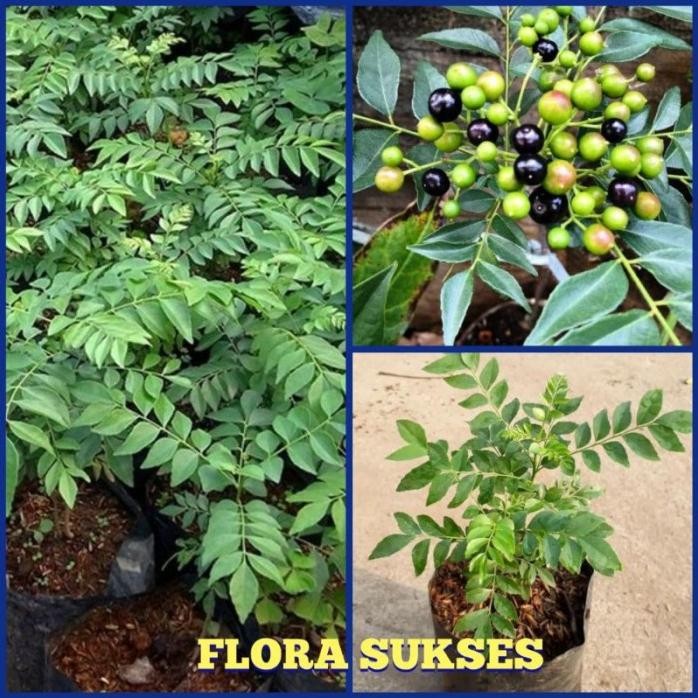 

Terlaris Bibit Tanaman Salam Koja Bibit Daun Kari Bibit Kari