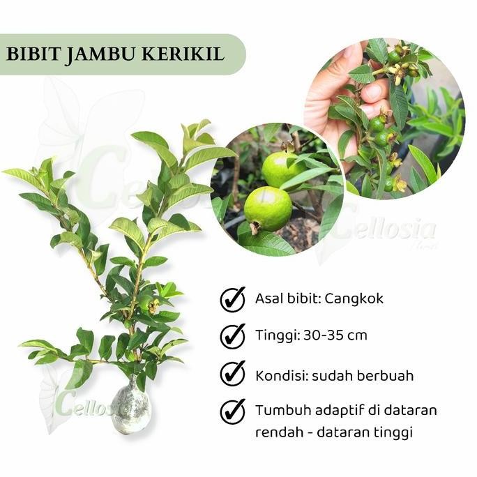 

Terlaris Bibit Tanaman Buah Jambu Krikil