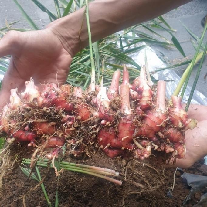 

Terlaris Bibit Rimpang Jahe Merah Super Medan