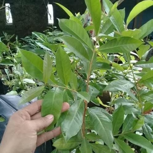 

Terlaris Cod Bibit Tanaman Pohon Buah Daun Salam Bumbu Dapur Gts Dddd