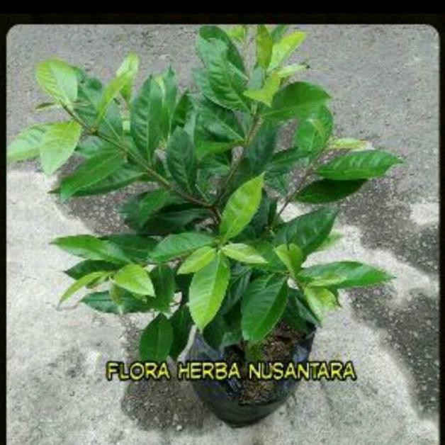 

Terlaris Ready Bibit Pohon Daun Salam