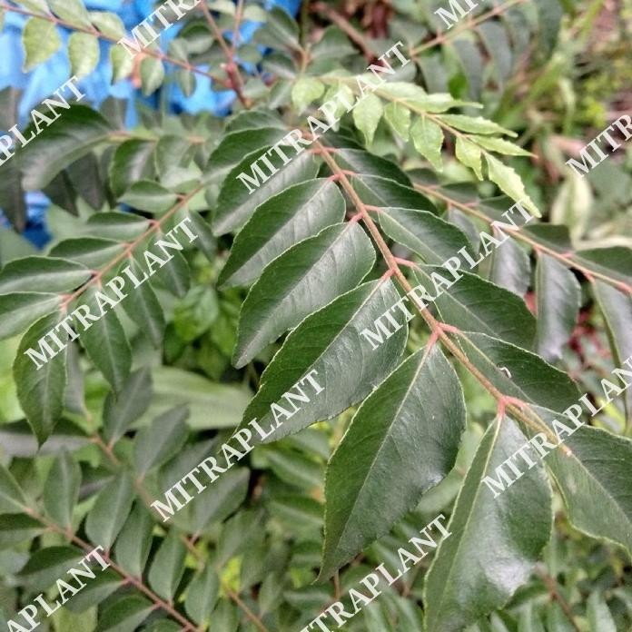 

Terlaris Berkualitas Bibit Tanaman Salam Koja - Pohon Salam Koja - Daun Temuru - Daun Kari