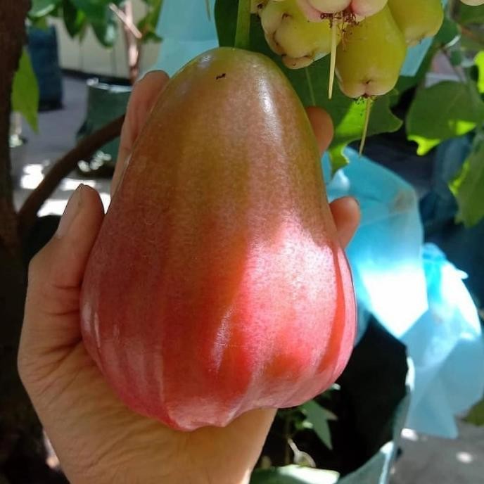 

Terlaris Bibit Tanaman Buah Jambu Air Barbie Sugar Iiiii