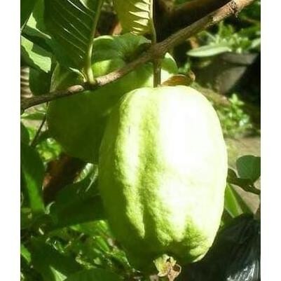 

Terlaris Bibit Tanaman Jambu Farang Sukun Thailand