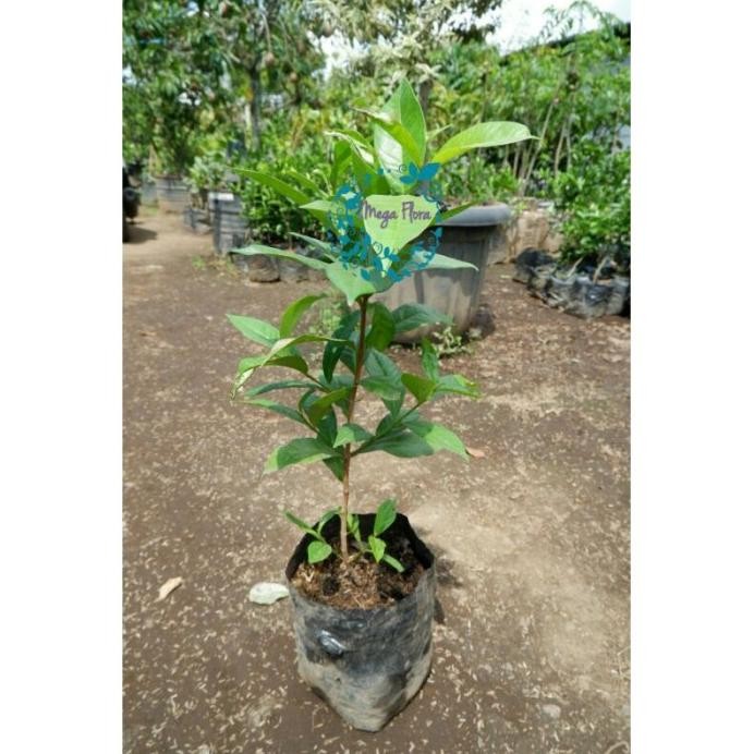 

Terlaris Bibit Daun Salam Tanaman Bumbu Herbal Fksmtz 8860Ry