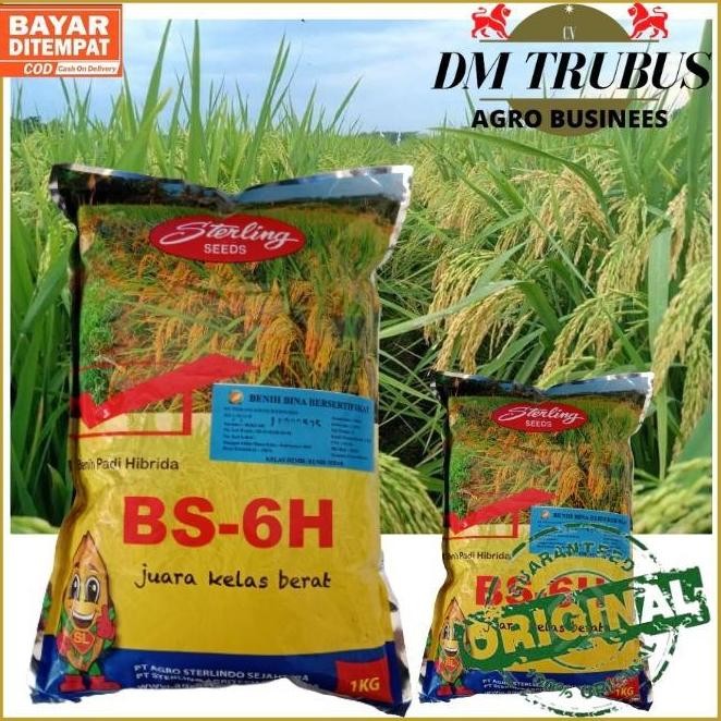 

Terlaris Benih Bibit Padi Hibrida Bshs-6H Bshs 6H Bs-6H New