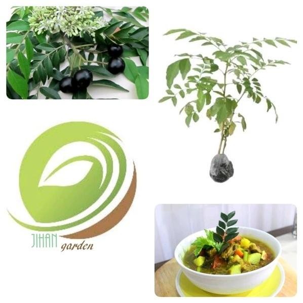 

Terlaris Promo Paket 5 Bibit Pohon Salam Koja-Tanaman Daun Salam Koja Kari