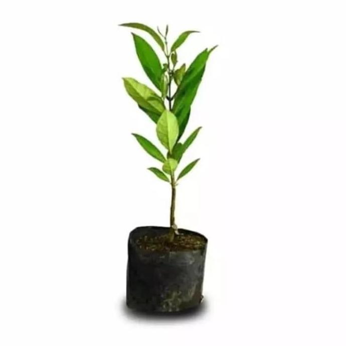 

Terlaris Bibit Tanaman Daun Salam/ Pohon Salam Rempah Sayur Bumbu Masak