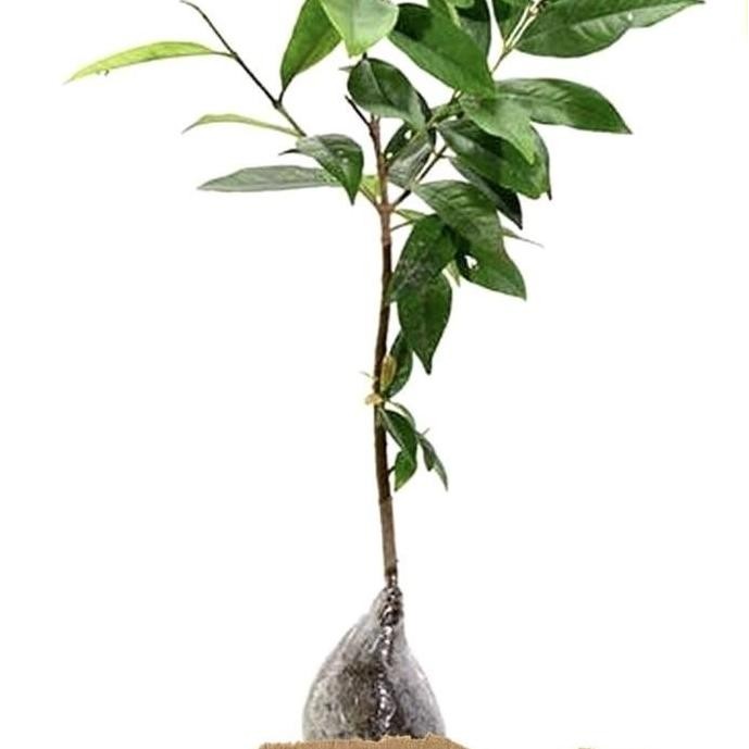 

Terlaris Teruji Bibit Tanaman Daun Salam Bumbu Masaj Paling Laris Artificiial
