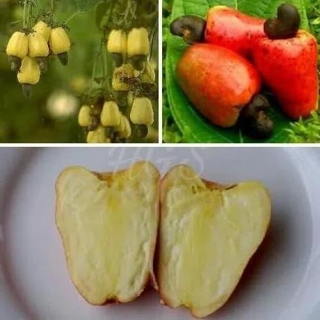 

Terlaris Bibit Jambu Mede Mete Monyet Super, Okulasi Cepat Berbuah A