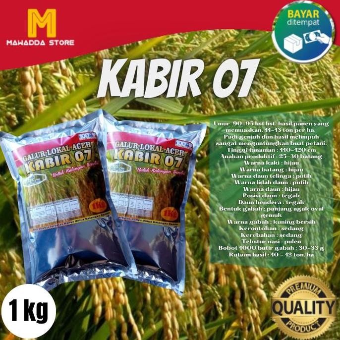 

Terlaris Bibit Padi Kabir 07 Benih Unggul 1 Kg