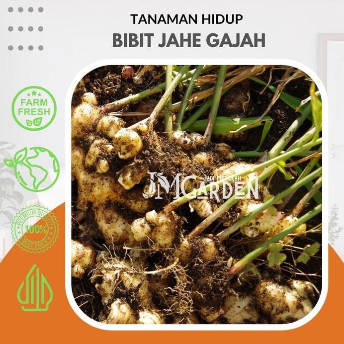 

Terlaris [Jm Garden] Bibit Jahe Gajah Super Premium - Tanaman Herbal