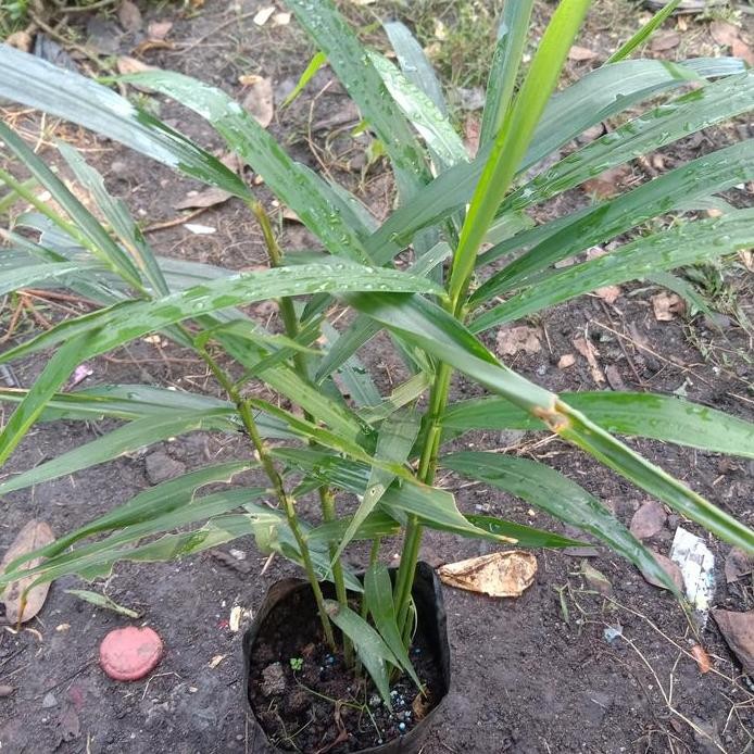 

Terlaris Bibit Jahe Merah Rumpun Besar Dalam Polibag