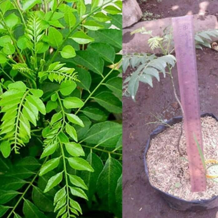 

Terlaris Bibit Tanaman Daun Kari ( Salam Koja )