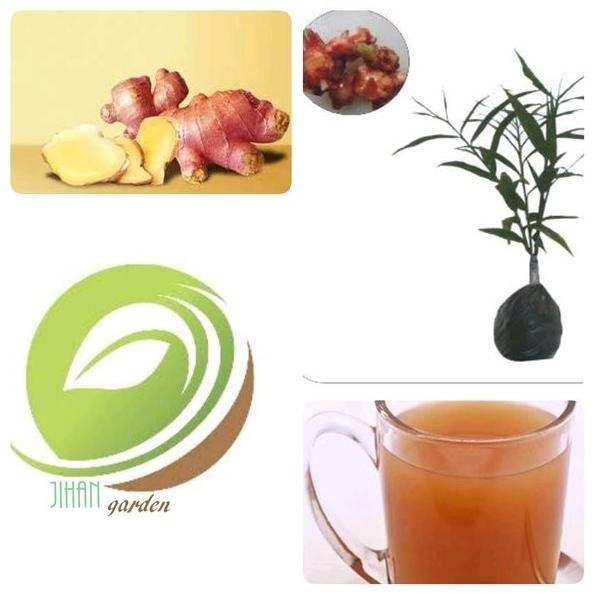 

Terlaris Paket 10 Bibit Tanaman Jahe Merah