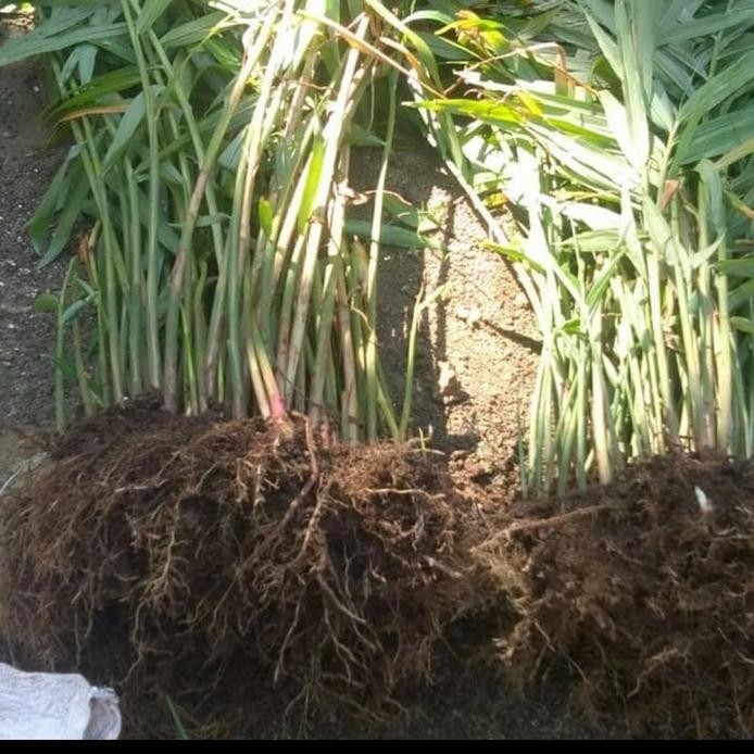 

Terlaris Bibit Jahe Merah - Sudah Ber Akar 100% Hidup